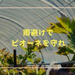 雨避けでピオーネを守れ