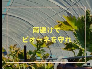 雨避けでピオーネを守れ